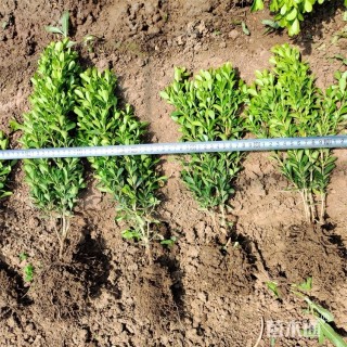 高度50厘米小叶黄杨