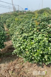 冠幅180厘米无刺枸骨球