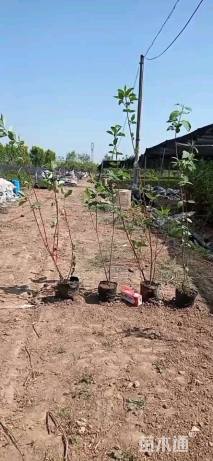 高度50厘米红瑞木