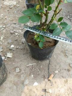 高度30厘米品种月季