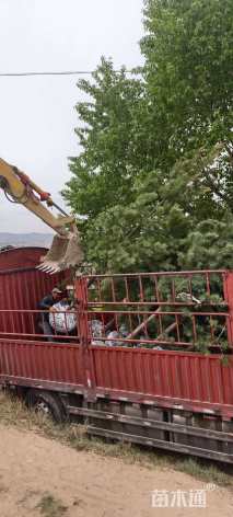 高度450厘米樟子松