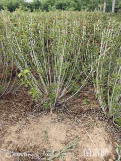 高度120厘米红王子锦带球