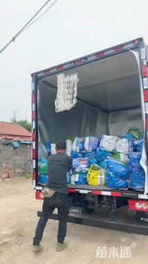 高度50厘米柳叶星河