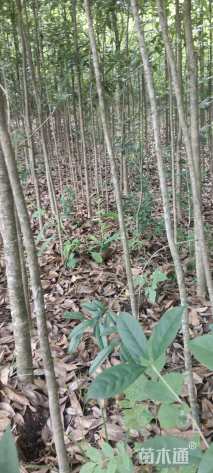 高度200厘米核桃