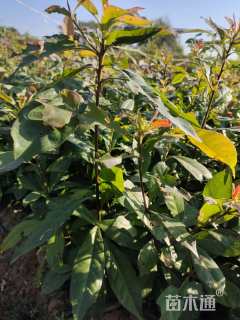 高度40厘米木荷小苗