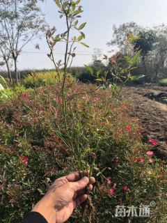 高度40厘米丰花月季