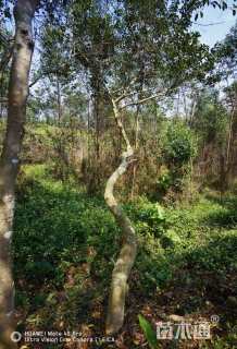 16公分红果冬青