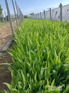 高度30厘米德国鸢尾