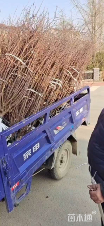 冠幅150厘米榆叶梅球