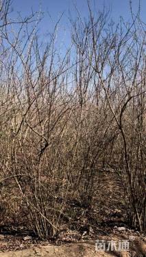 高度350厘米丛生金银木