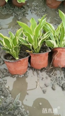 高度20厘米金边玉簪