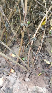 高度120厘米连翘