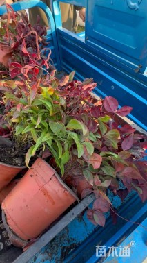 高度23厘米火焰南天竹