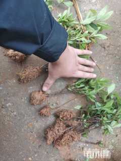 高度25厘米杜鹃