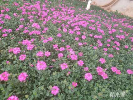 高度15厘米美女樱