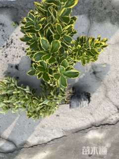 高度40厘米金边黄杨