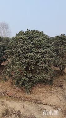 高度200厘米丛生桂花