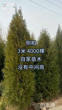 高度350厘米侧柏