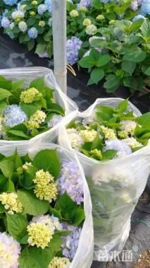 高度30厘米无尽夏绣球