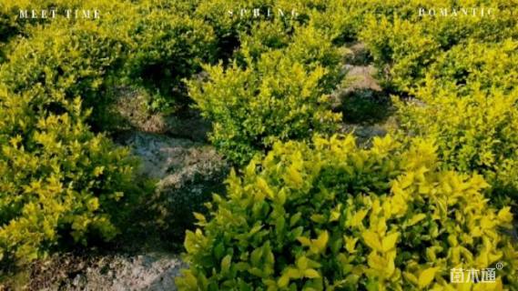 冠幅120厘米金叶女贞球