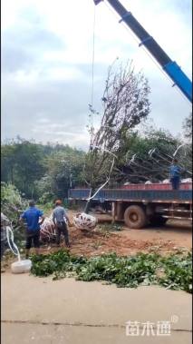 0.6公分金丝楠木