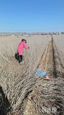 高度80厘米水蜡