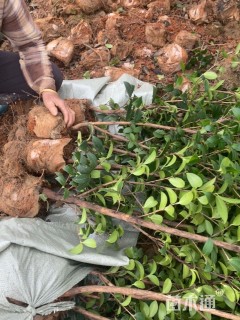 高度60厘米油茶