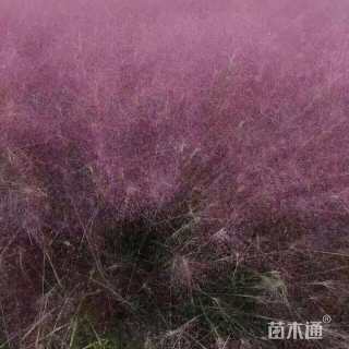 高度15厘米大滨菊