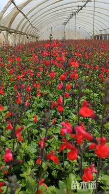 大杯苗樱桃鼠尾草