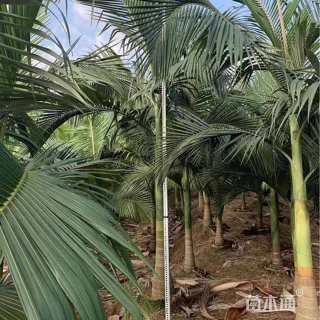 裸干高200厘米假槟榔