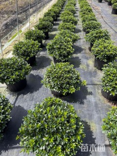 高度30厘米矮婆鹃