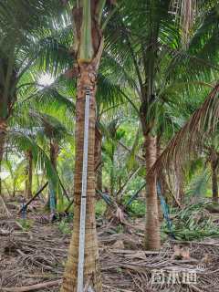 裸干高2厘米椰子树