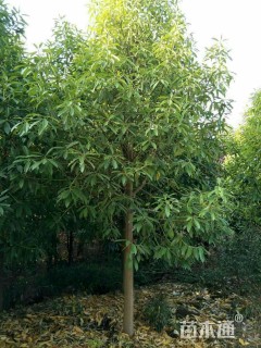 15公分棱角山矾