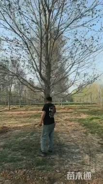 10公分美国红枫