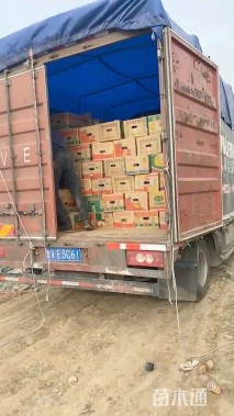 高度30厘米睡莲