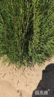 高度120厘米侧柏