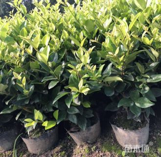 高度60厘米金森女贞