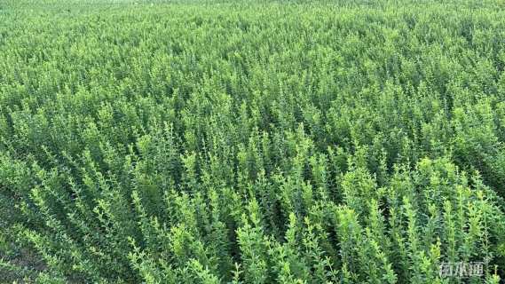 高度50厘米迎春花