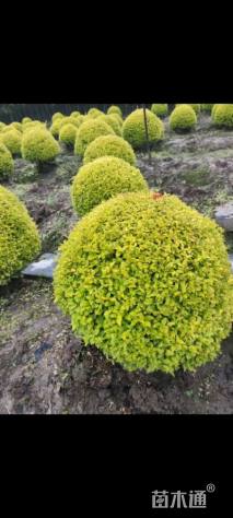 冠幅100厘米亮晶女贞球