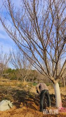 26公分日本晚樱