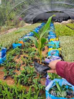 高度25厘米青铁