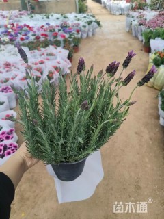 薰衣草