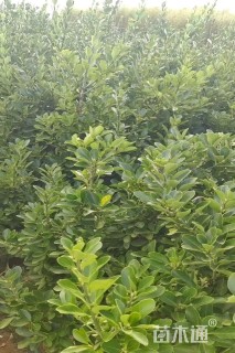 高度150厘米大叶黄杨