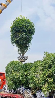 高度300厘米丛生桂花