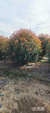 冠幅200厘米红叶石楠球