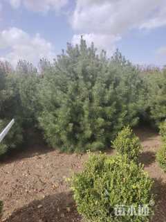 高度350厘米白皮松