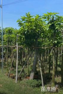 10公分红花风铃木