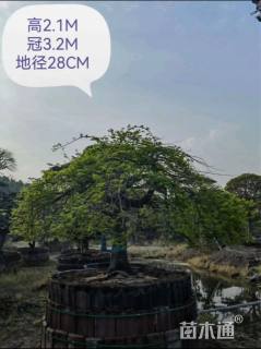 高度300厘米羽毛枫