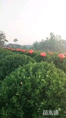 冠幅180厘米大叶黄杨球