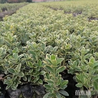 高度35厘米金边黄杨